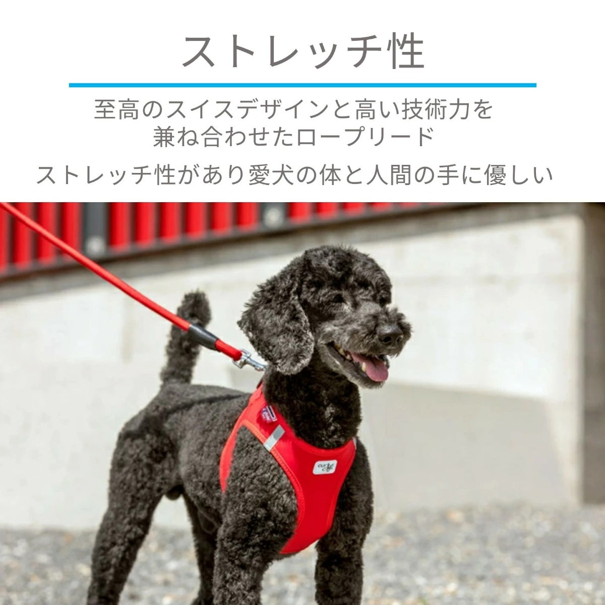 【Curli カーリー】ストレッチコンフォートドッグリード Mサイズ 小型犬 リード マナー袋フォルダー ストレッチ