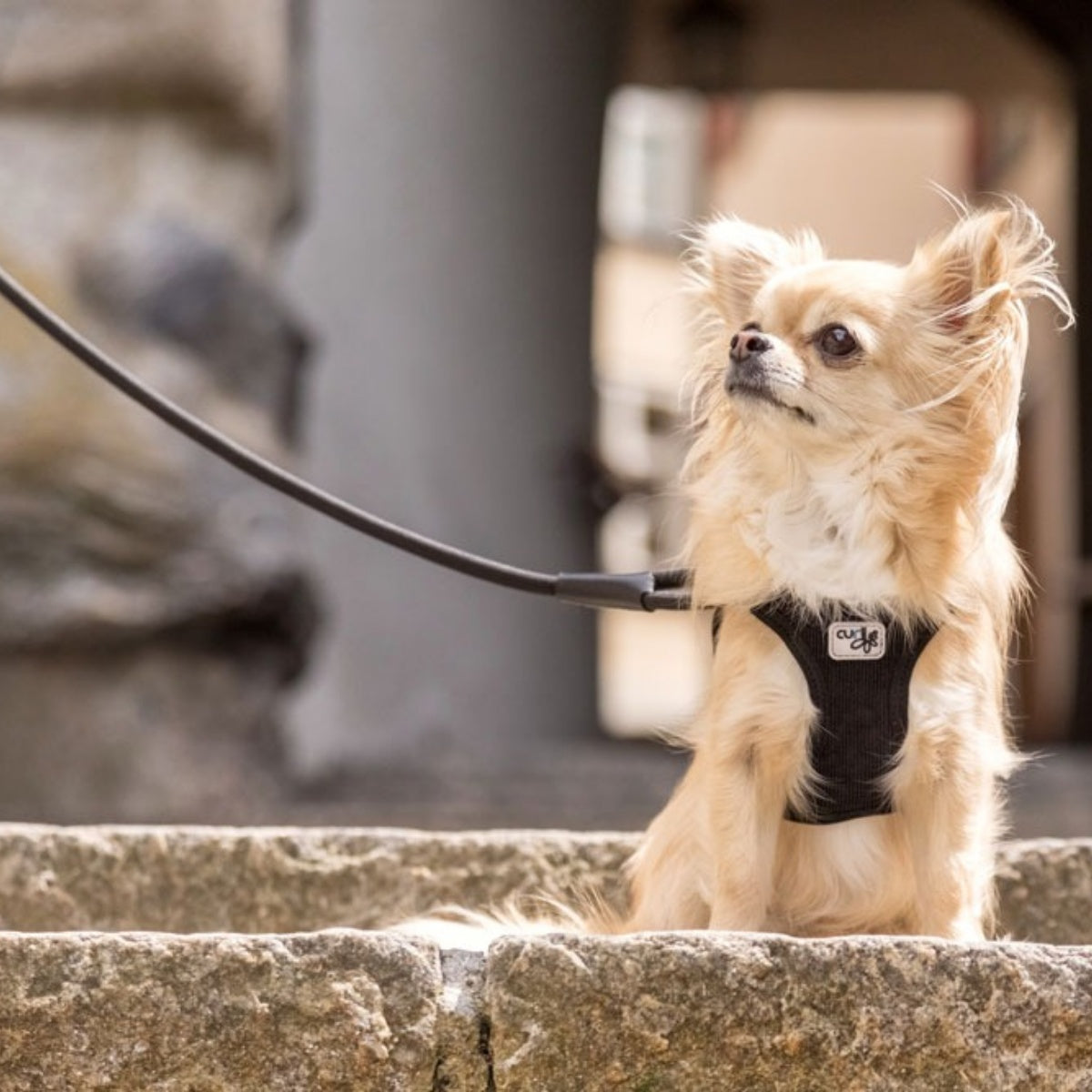 【Curli カーリー】ストレッチコンフォートドッグリード Mサイズ 小型犬 リード マナー袋フォルダー ストレッチ