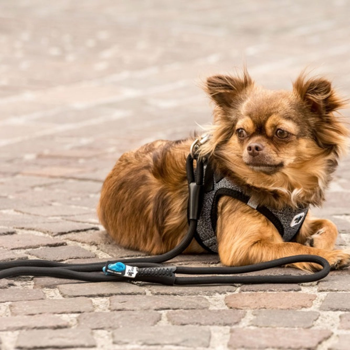 【Curli カーリー】ストレッチコンフォートドッグリード Mサイズ 小型犬 リード マナー袋フォルダー ストレッチ