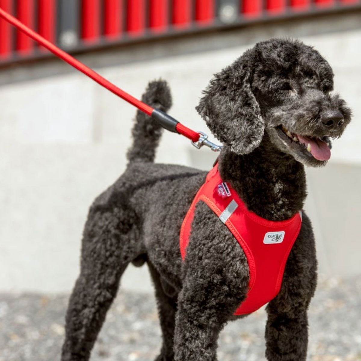 【Curli カーリー】ストレッチコンフォートドッグリード Mサイズ 小型犬 リード マナー袋フォルダー ストレッチ