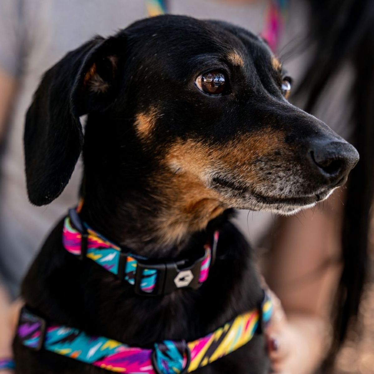 【WOLFGANG MAN & BEAST ウルフギャング マン＆ビースト】首輪 FuzzyTails Colla（S M L size 首周り：20〜66cm）