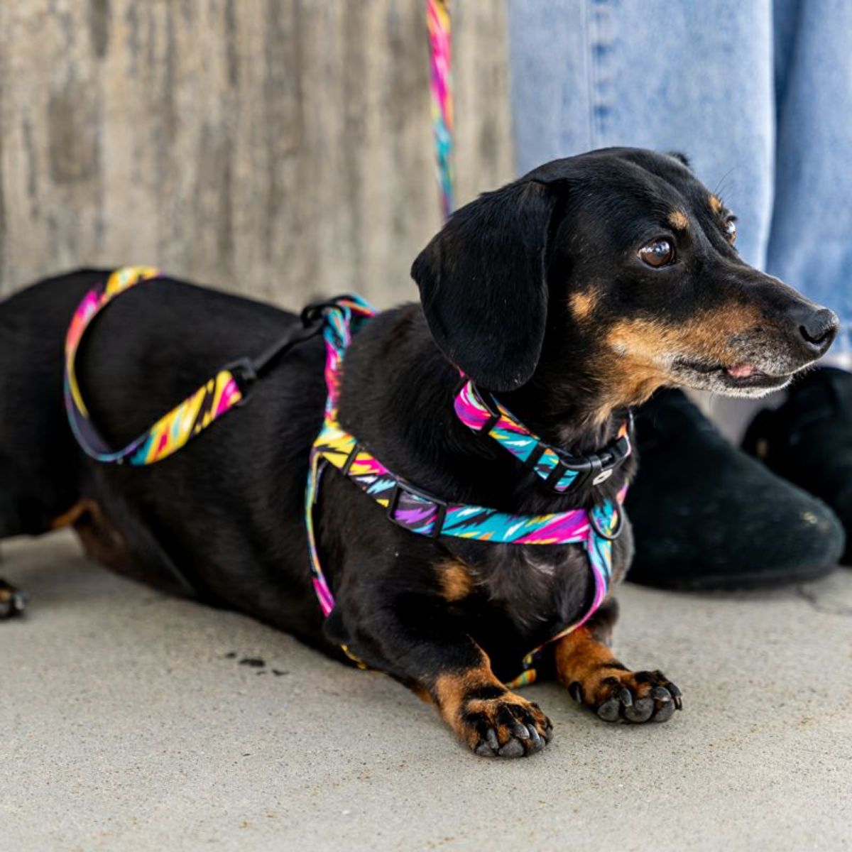 【WOLFGANG MAN & BEAST ウルフギャング マン＆ビースト】ハーネス FuzzyTails Harness（S M L size 胴囲：30〜76cm）