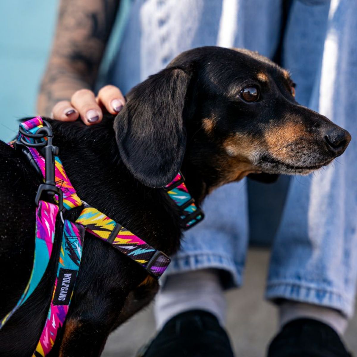 【WOLFGANG MAN & BEAST ウルフギャング マン＆ビースト】ハーネス FuzzyTails Harness（S M L size 胴囲：30〜76cm）