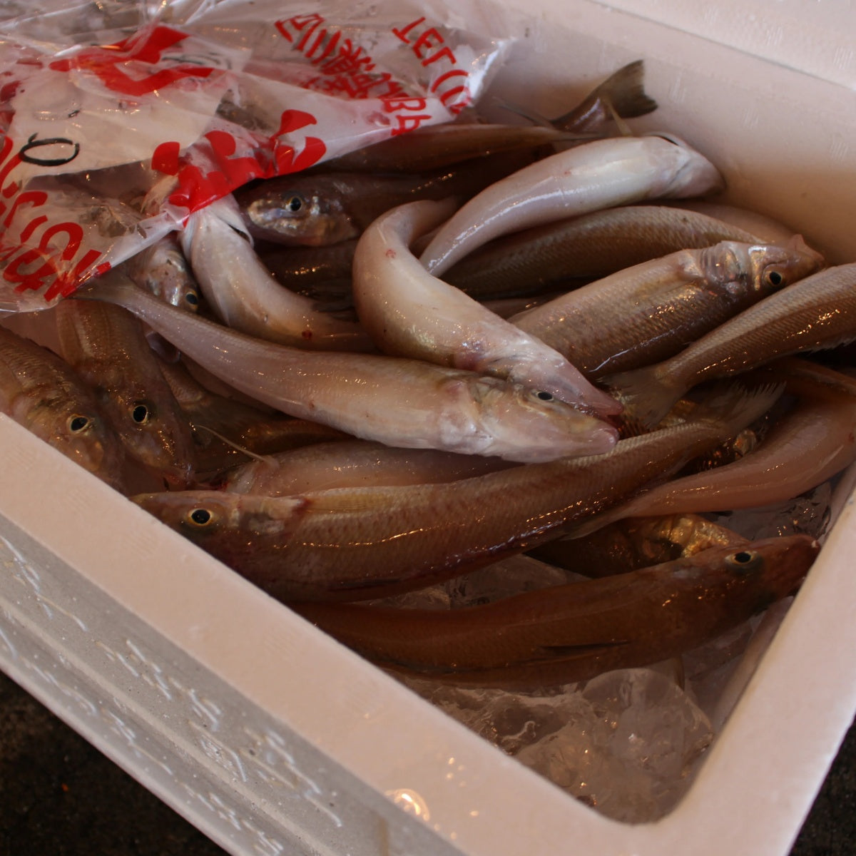 【Hoippo ホイッポ】低温製法DOG FOOD fish 緑イ貝エキス 50g 魚 国産原料