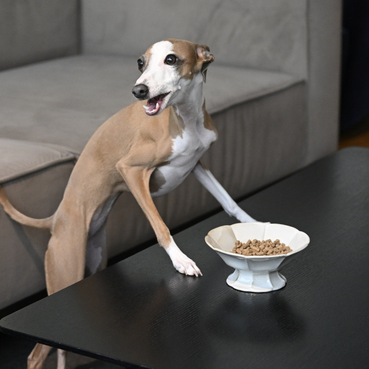 【Hoippo ホイッポ】低温製法DOG FOOD fish 緑イ貝エキス 50g 魚 国産原料