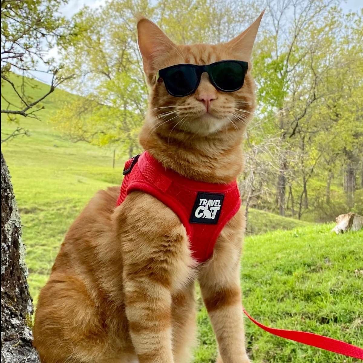 【Travel CAT トラベルキャット】"The True Adventurer" Reflective Cat & Kitten Harness and Leash ハーネス&リードセット
