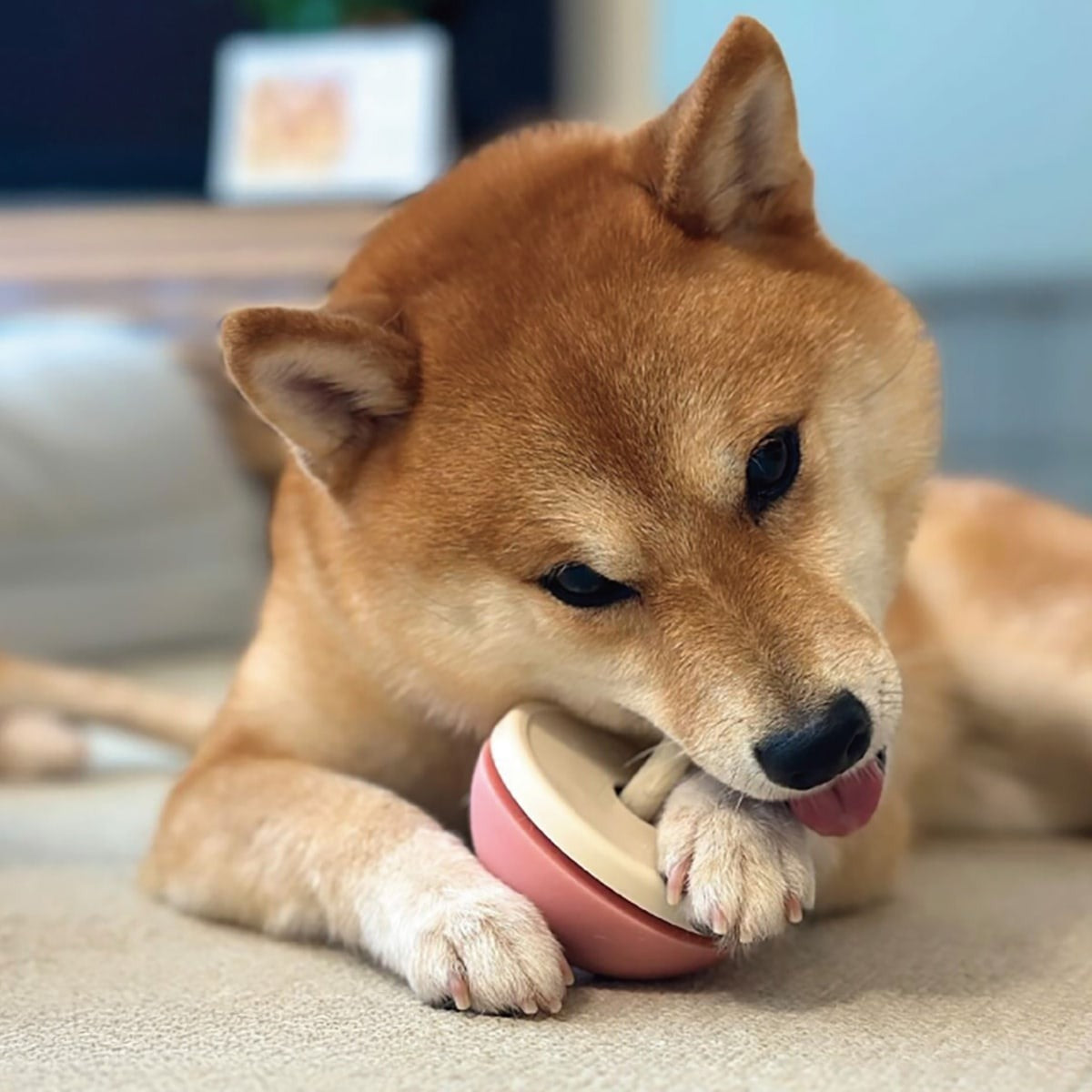 【asobone アソボーン】アソボーン ソフト / ハードキャップセット ガムホルダー