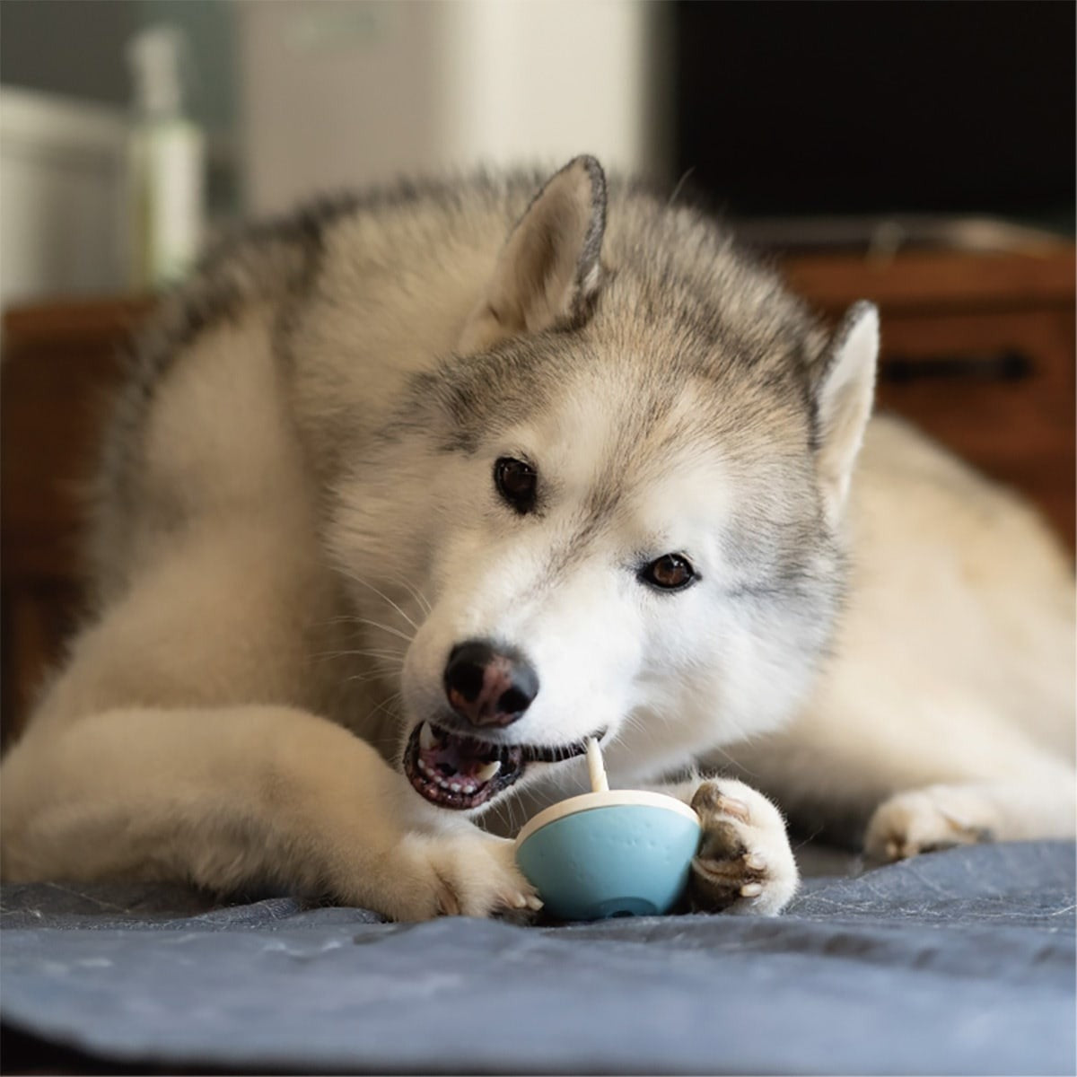 【asobone アソボーン】アソボーン ソフト / ハードキャップセット ガムホルダー