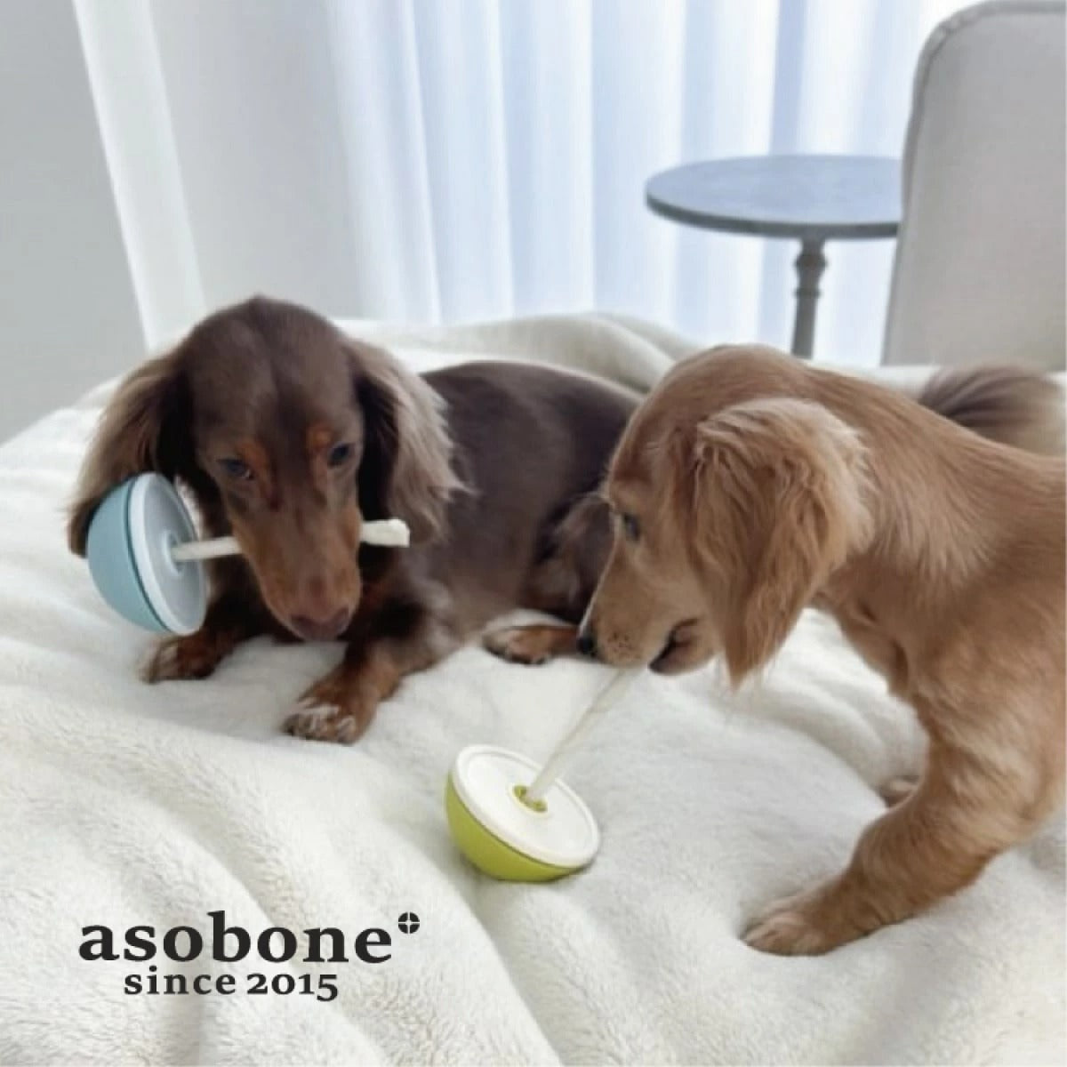 【asobone アソボーン】アソボーン ソフト / ハードキャップセット ガムホルダー