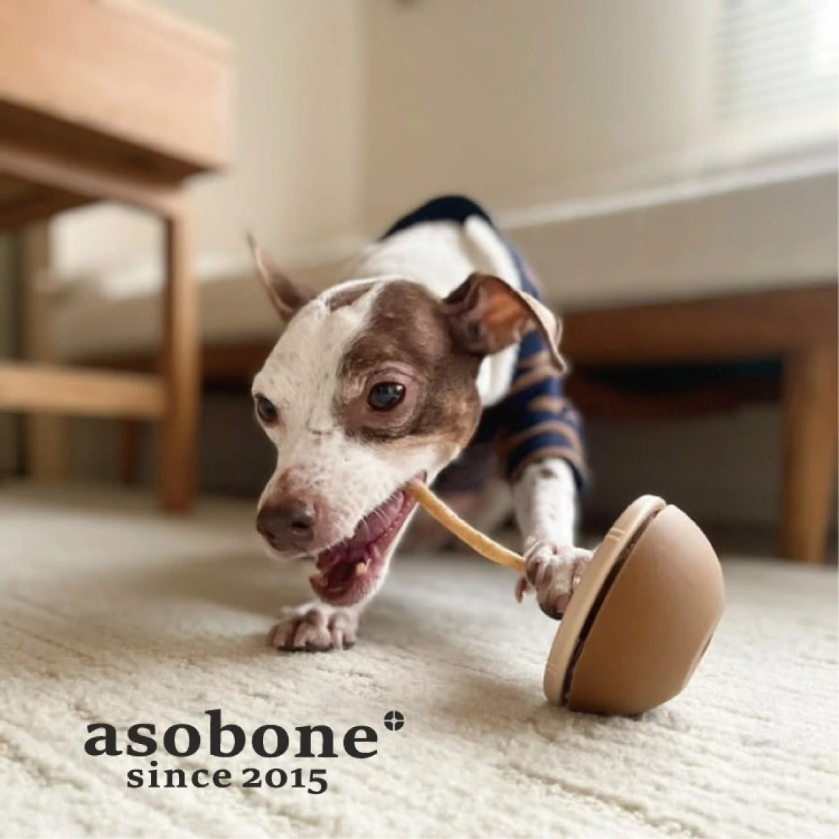 【asobone アソボーン】アソボーン ソフト / ハードキャップセット ガムホルダー