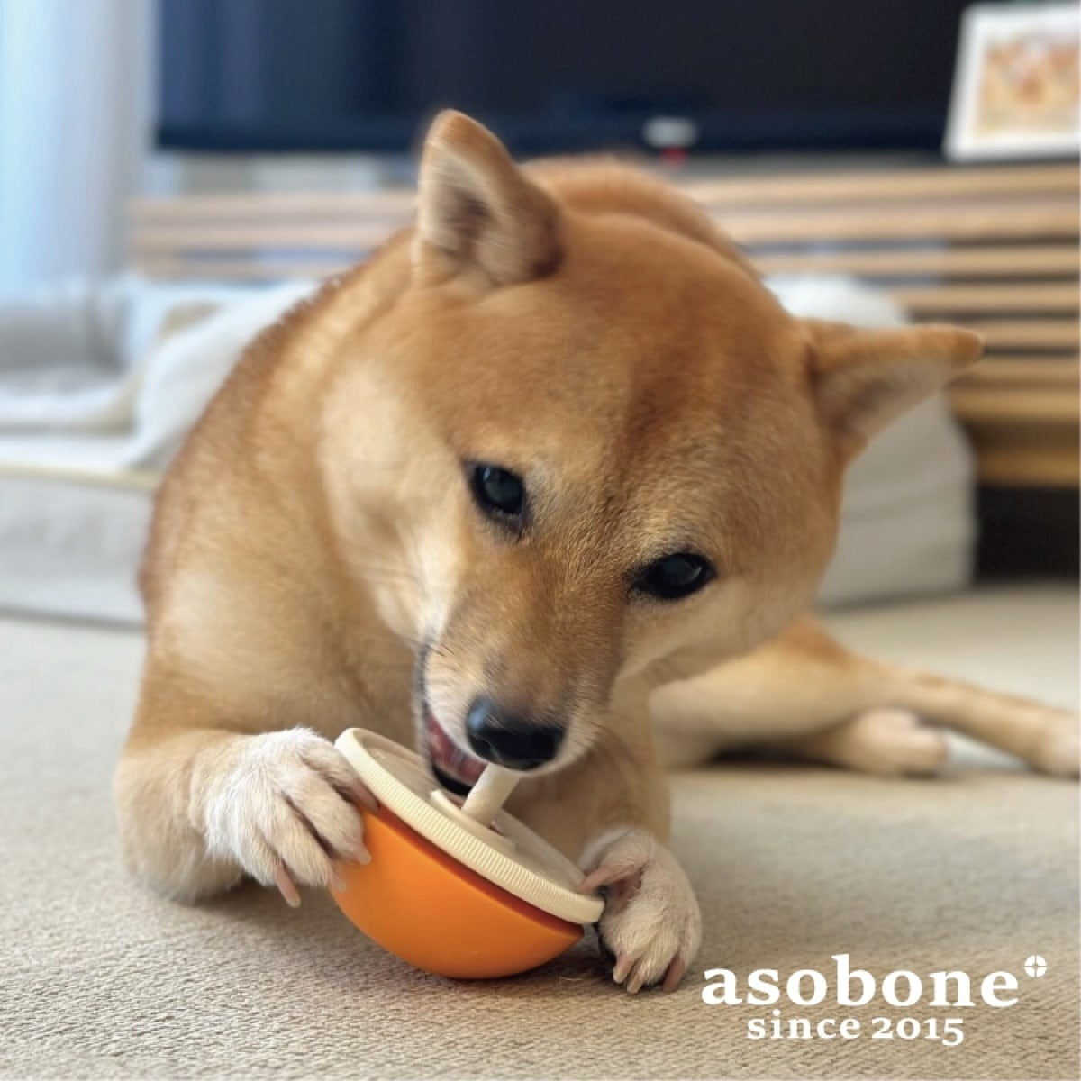 【asobone アソボーン】アソボーン ソフト / ハードキャップセット ガムホルダー