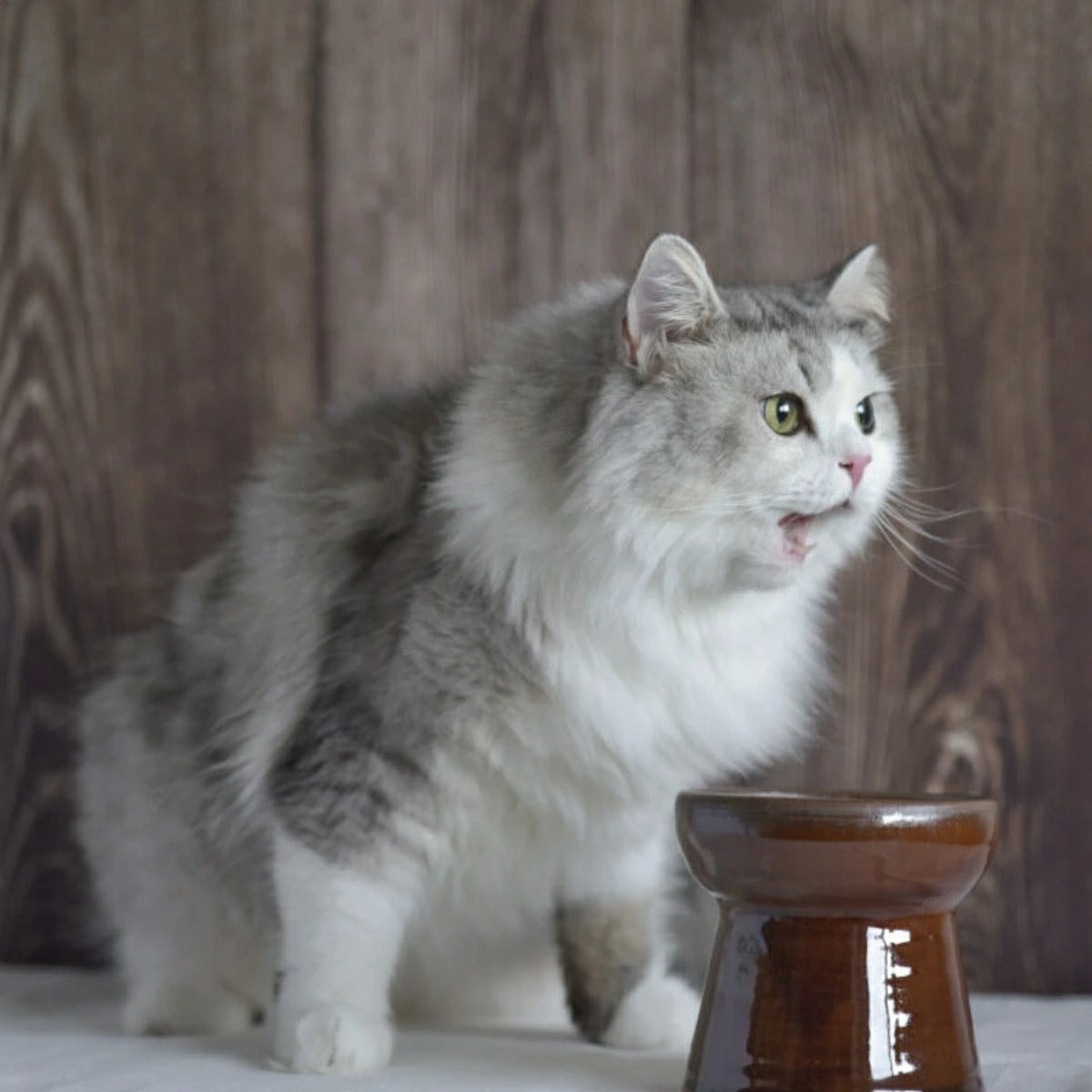 【CAThreee キャットスリー】Tsunaguうつわ（フードボウル） 益子焼飴色  猫