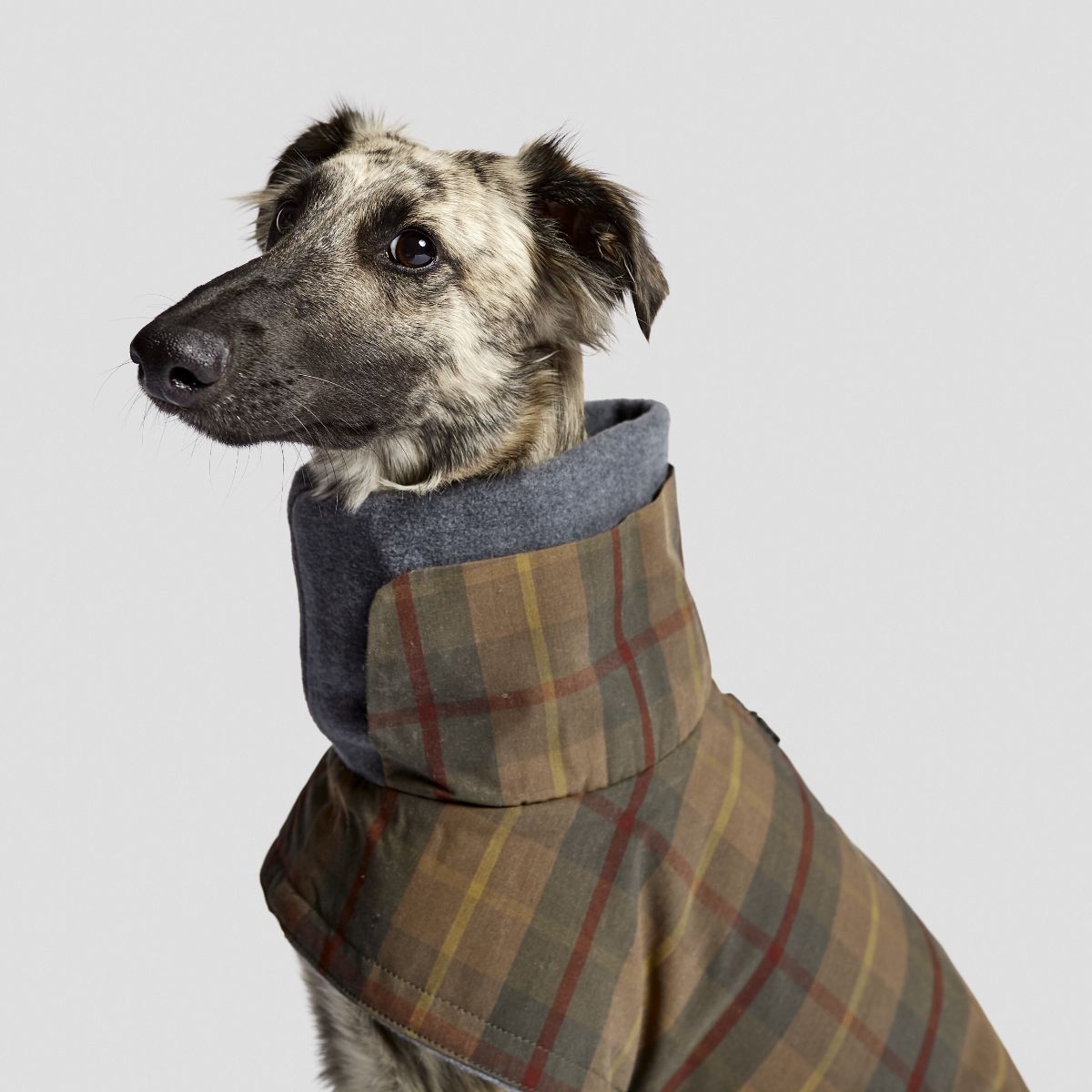 【Cloud7 クラウドセブン】犬用コート Brooklyn Waxed Tartan ブルックリンワックスタータン SIZE6