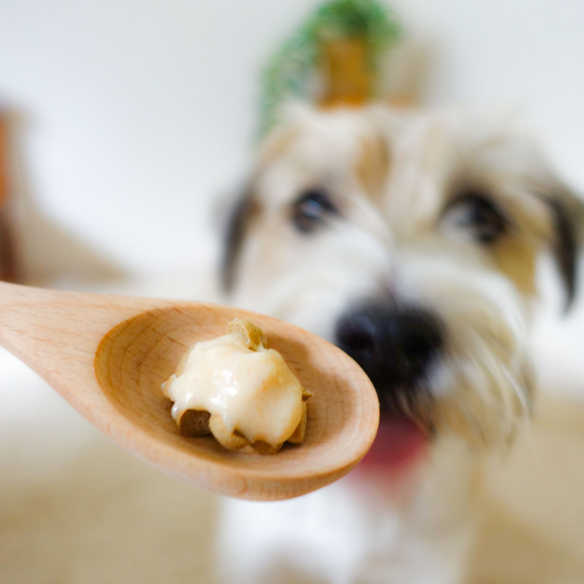 【ヤムヤムヤム! yum yum yum! 】犬用フード ふんわりソース仕立て チキン 60g（10g×6本）