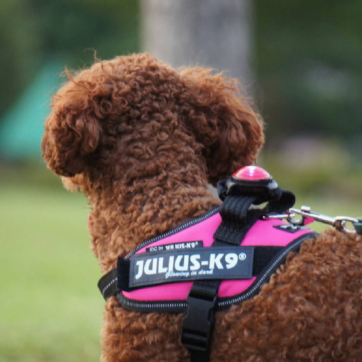 【Julius-K9 ユリウスケーナイン】IDCパワーハーネス IDC®Power harnesses Baby2