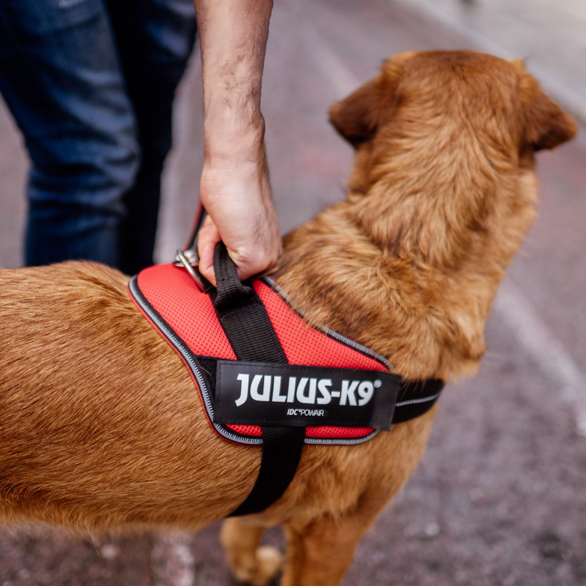 【Julius-K9 ユリウスケーナイン】IDCパワーサマーハーネス IDC®Power Summer harnesses  Size0/M,Size1/L,Size2/XL