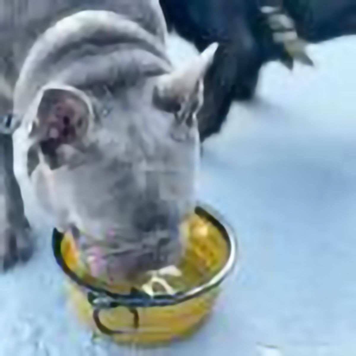 【KILONAINER キロナイナー】 CB1 コラプシブルドッグ ボウル CB1 Collapsible Dog Bowls