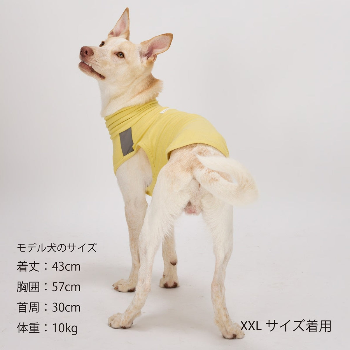 【MANDARINE BROTHERS マンダリンブラザーズ】 モイストハイネックT MOIST HIGH NECK T