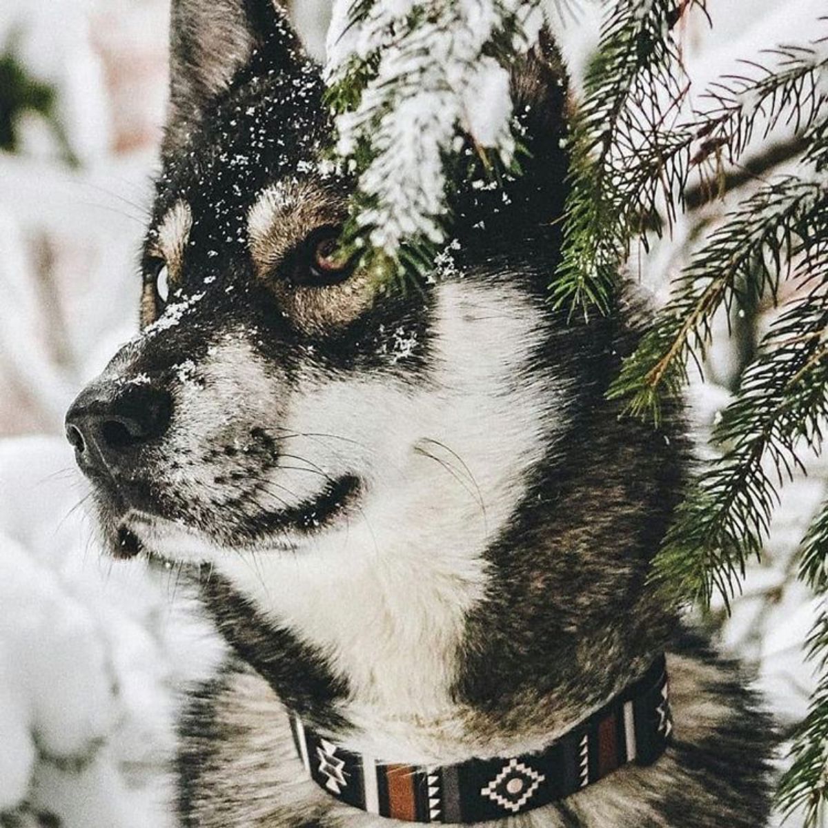 【WOLFGANG MAN & BEAST ウルフギャング マン＆ビースト】首輪 NewMoon Collar（S M L size 首周り：20〜66cm）