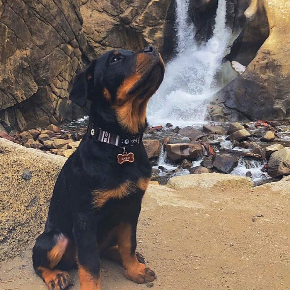 【WOLFGANG MAN & BEAST ウルフギャング マン＆ビースト】首輪 NewMoon Collar（S M L size 首周り：20〜66cm）