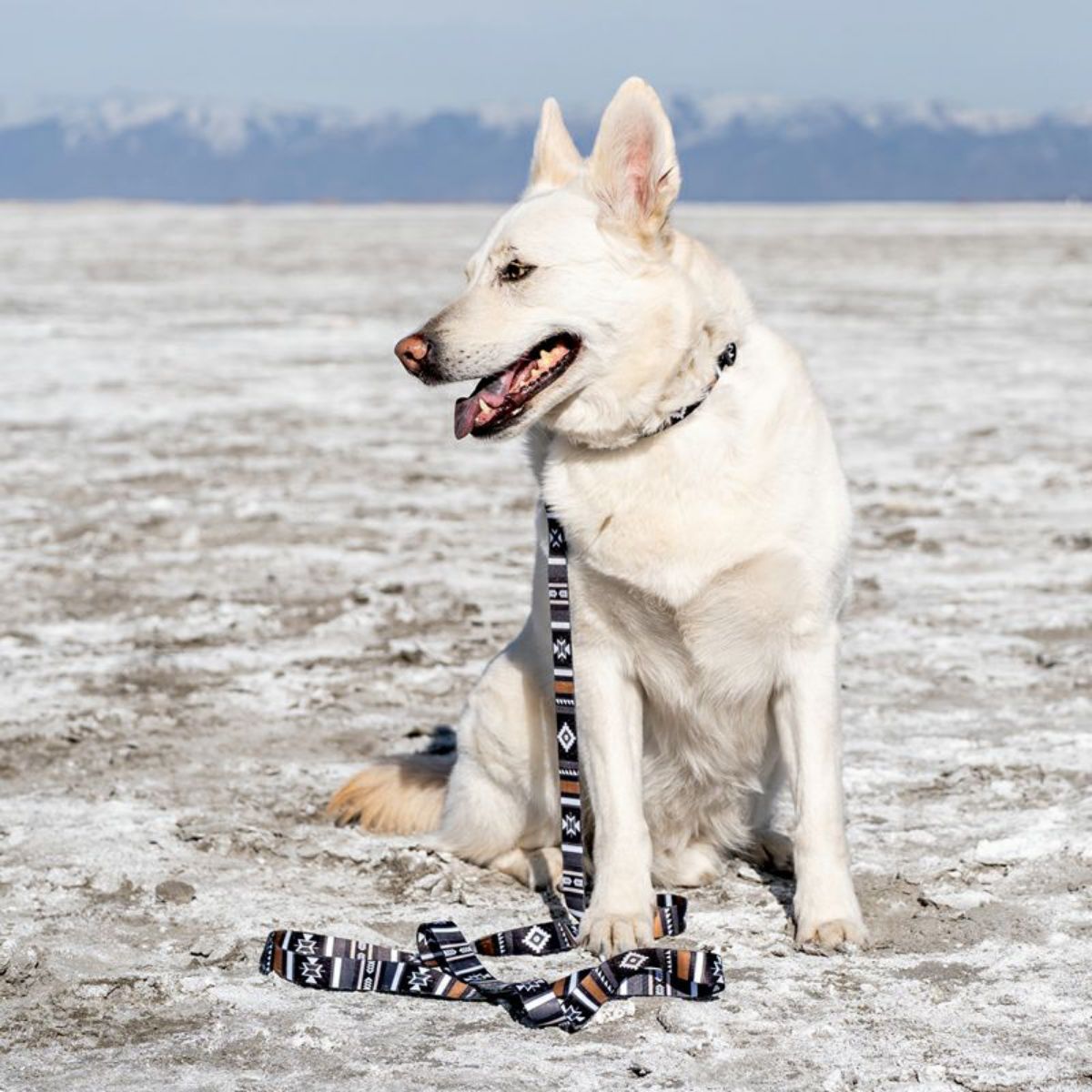 【WOLFGANG MAN & BEAST ウルフギャング マン＆ビースト】リード NewMoon Leash（S M L size 全長：122cm 183cm）