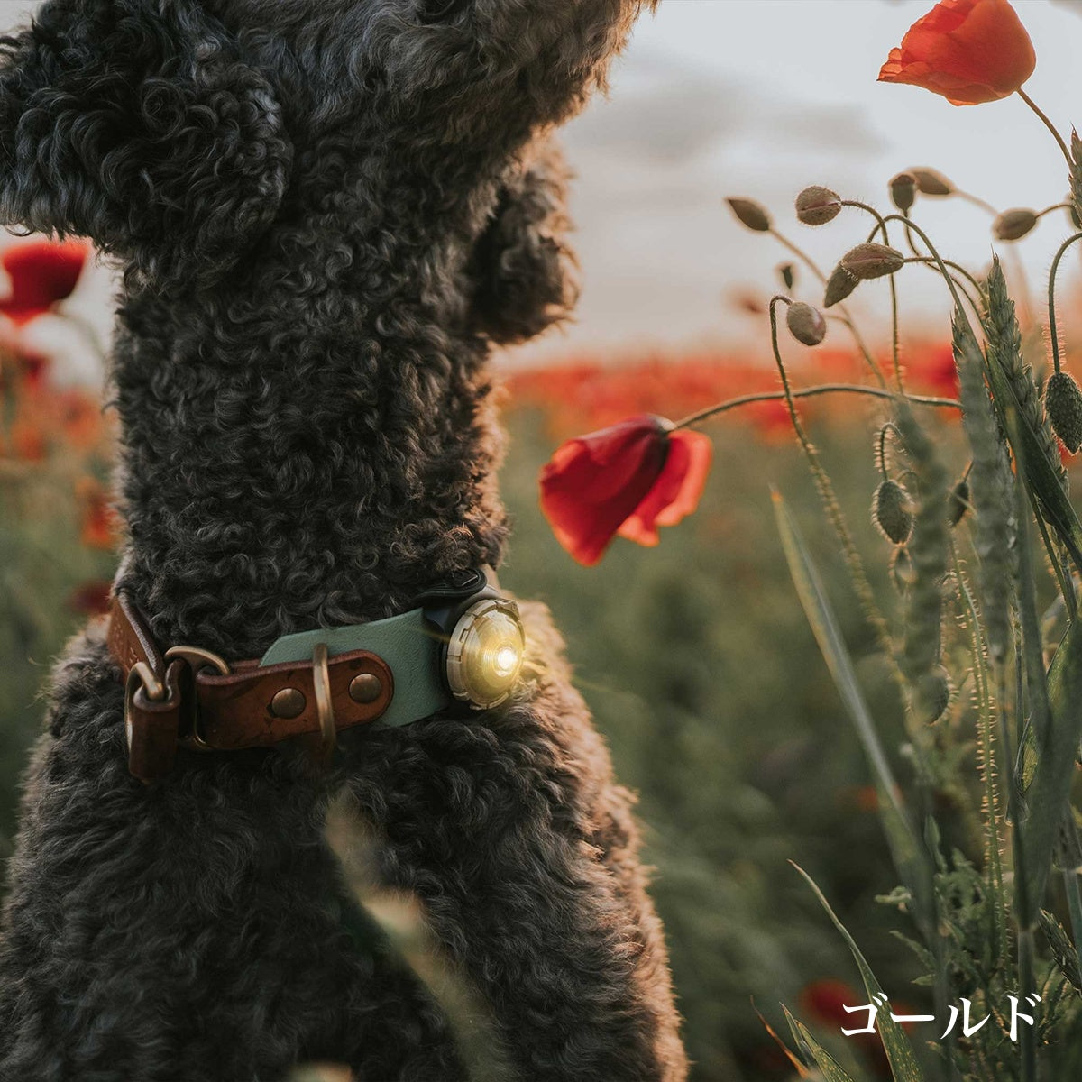 【Orbiloc オルビロック】ドッグ デュアルライト Dog Dual Light デンマーク製ライト