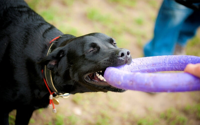 【PULLER プラー】犬用おもちゃ PULLER（プラー） STANDARD （大） 2個1組 大・中型犬用