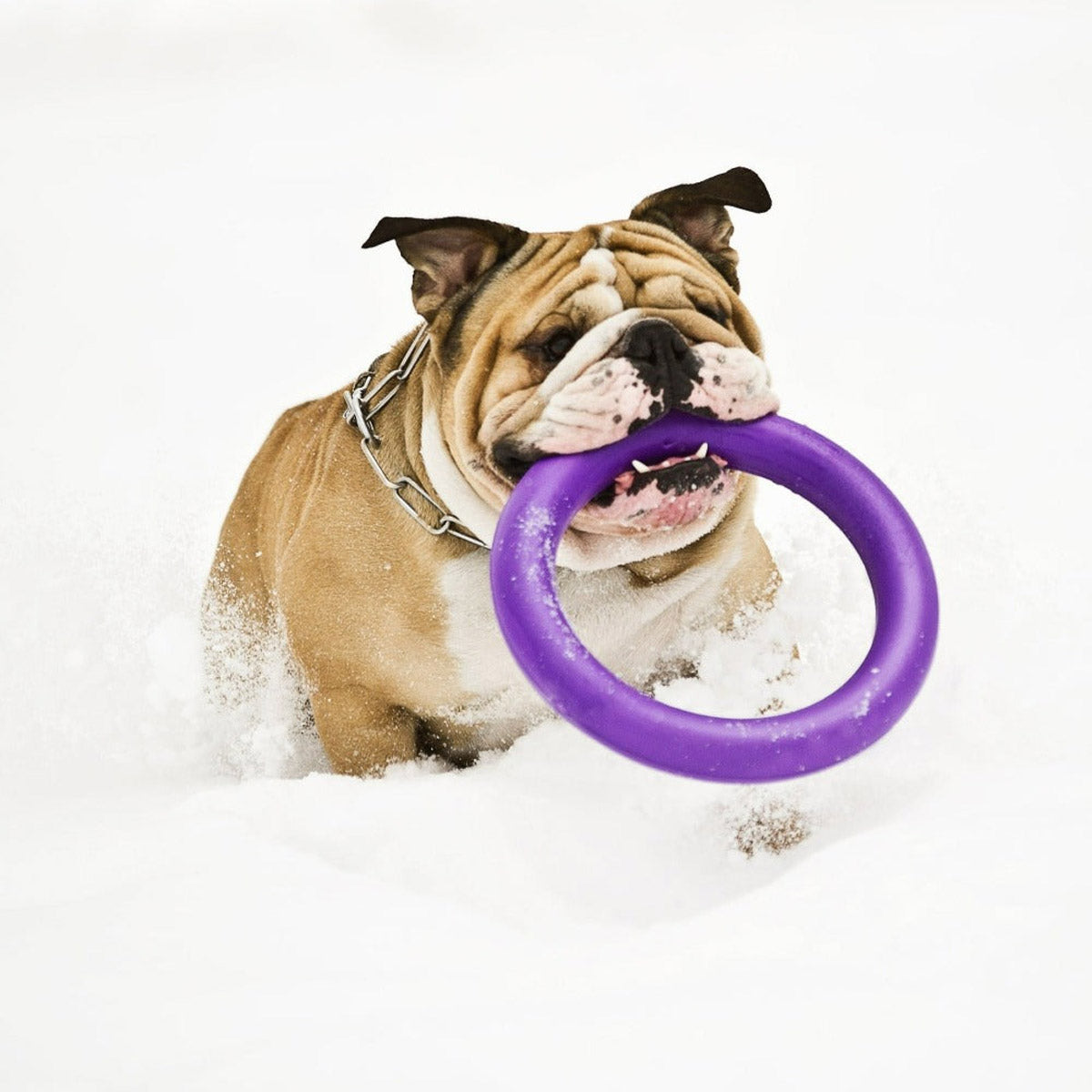 【PULLER プラー】PULLER MINI プラー ミディ 2個1組 小型犬・中型犬用