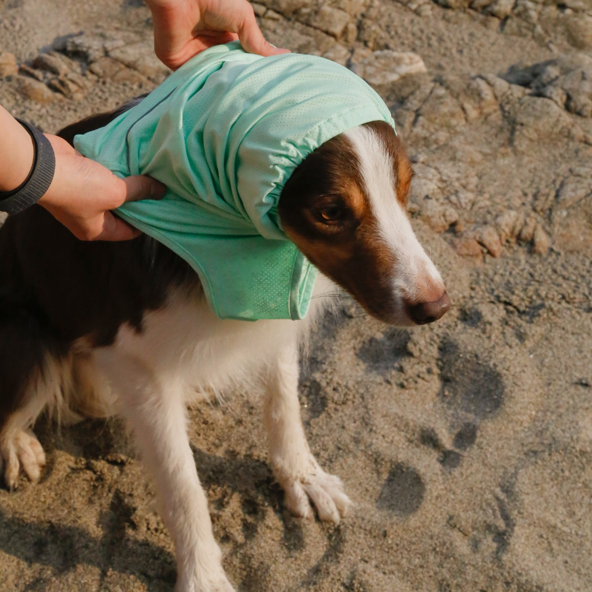 TAILHIGH テールハイ】ダブルクーリングガード Go2 Cooling Guard Top