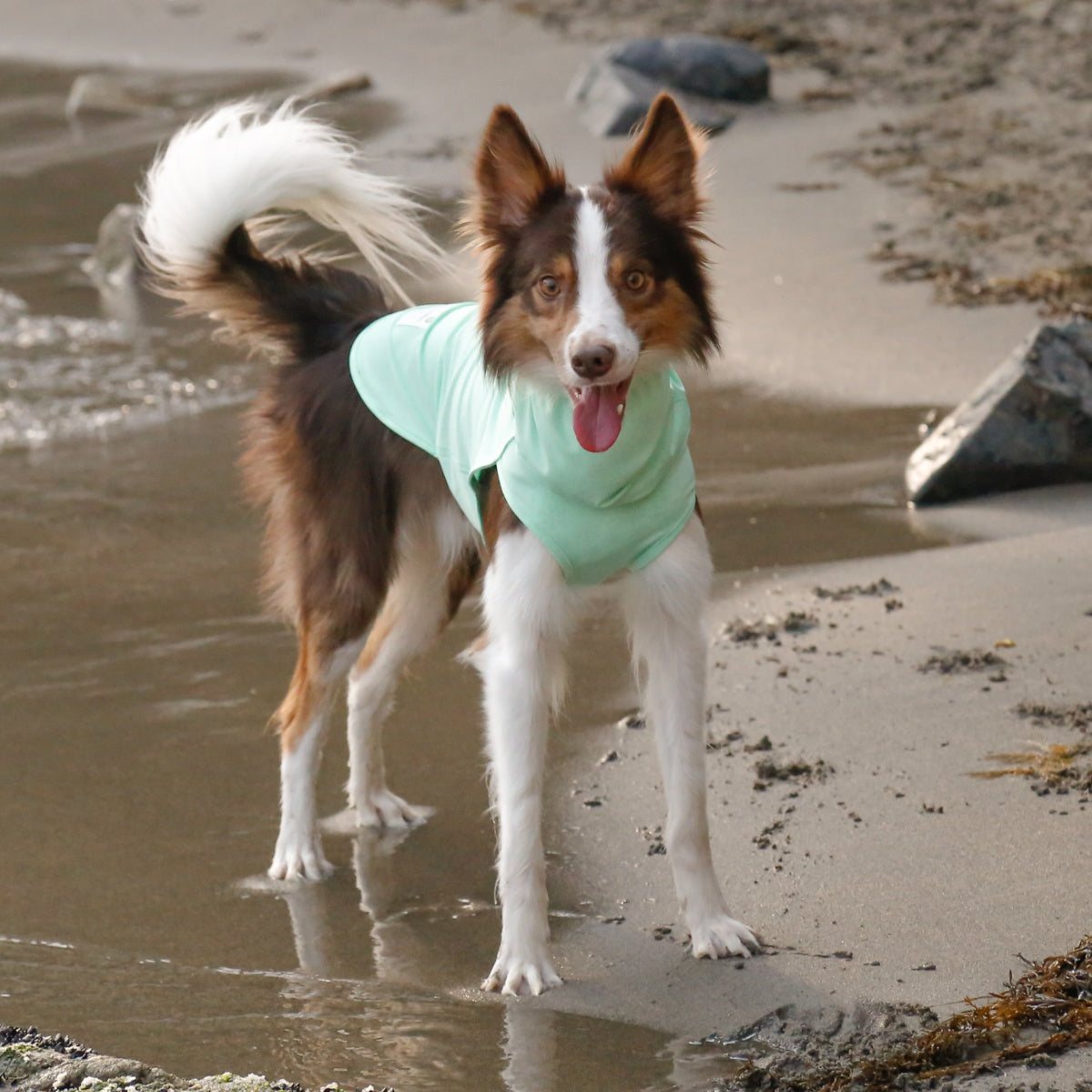 TAILHIGH テールハイ】ダブルクーリングガード Go2 Cooling Guard Top