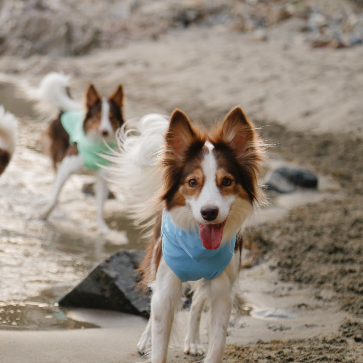 【TAILHIGH テールハイ】ダブルクーリングガード Go2 Cooling Guard Top S,SMサイズ