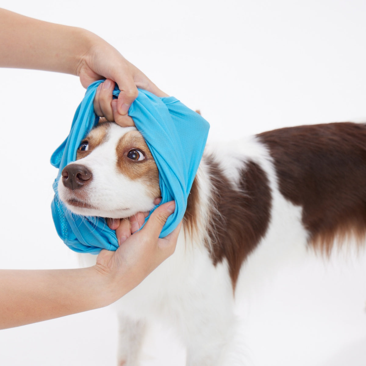 【TAILHIGH テールハイ】ダブルクーリングガード Go2 Cooling Guard Top S,SMサイズ