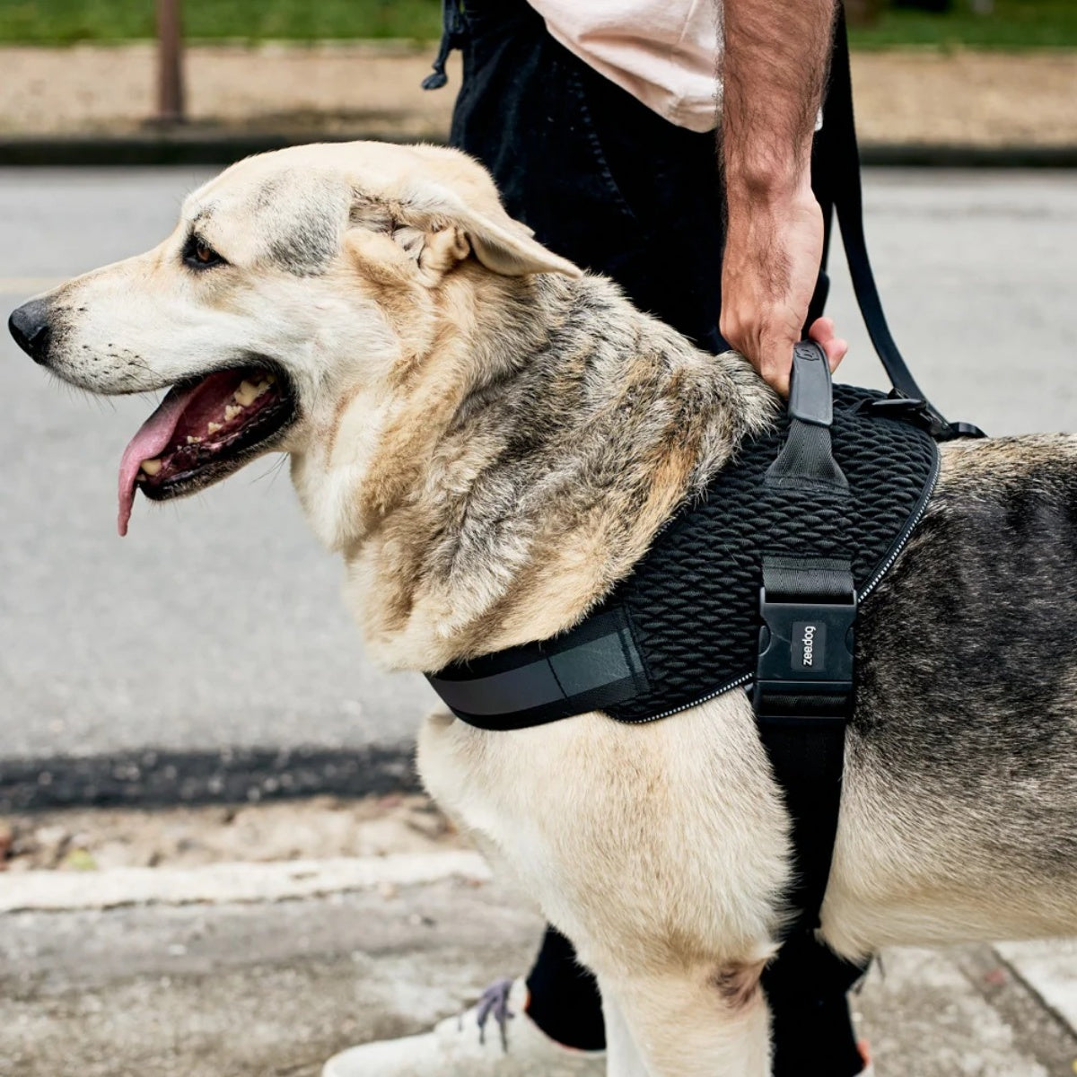 【zee.dog ジードッグ】FLY HARNESS ゴッサム フライハーネス XS S M L XLサイズ