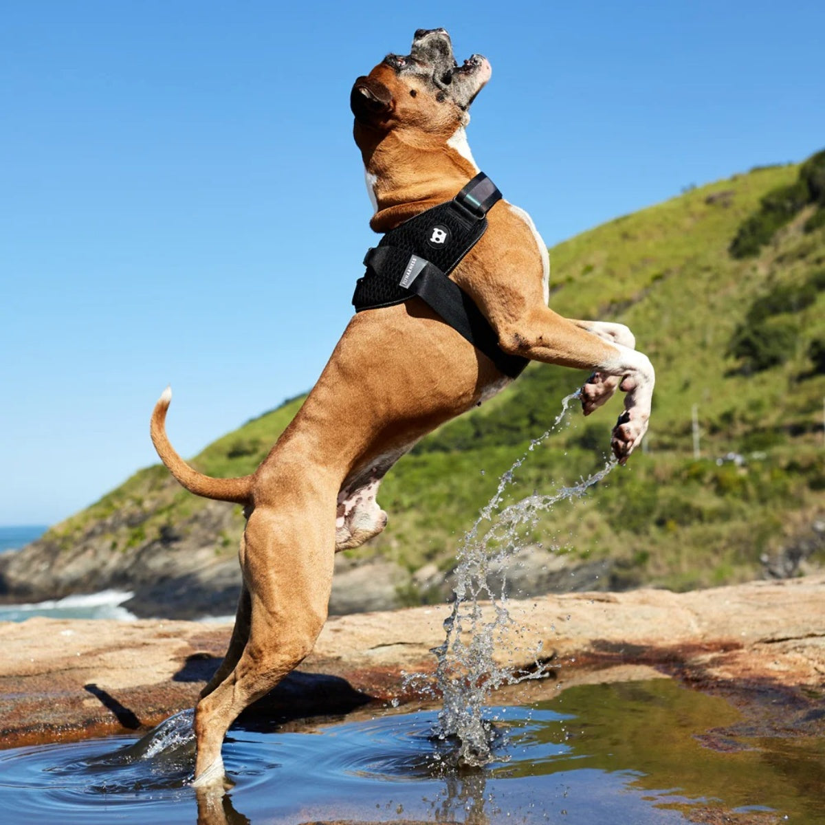 【zee.dog ジードッグ】FLY HARNESS ゴッサム フライハーネス XS S M L XLサイズ