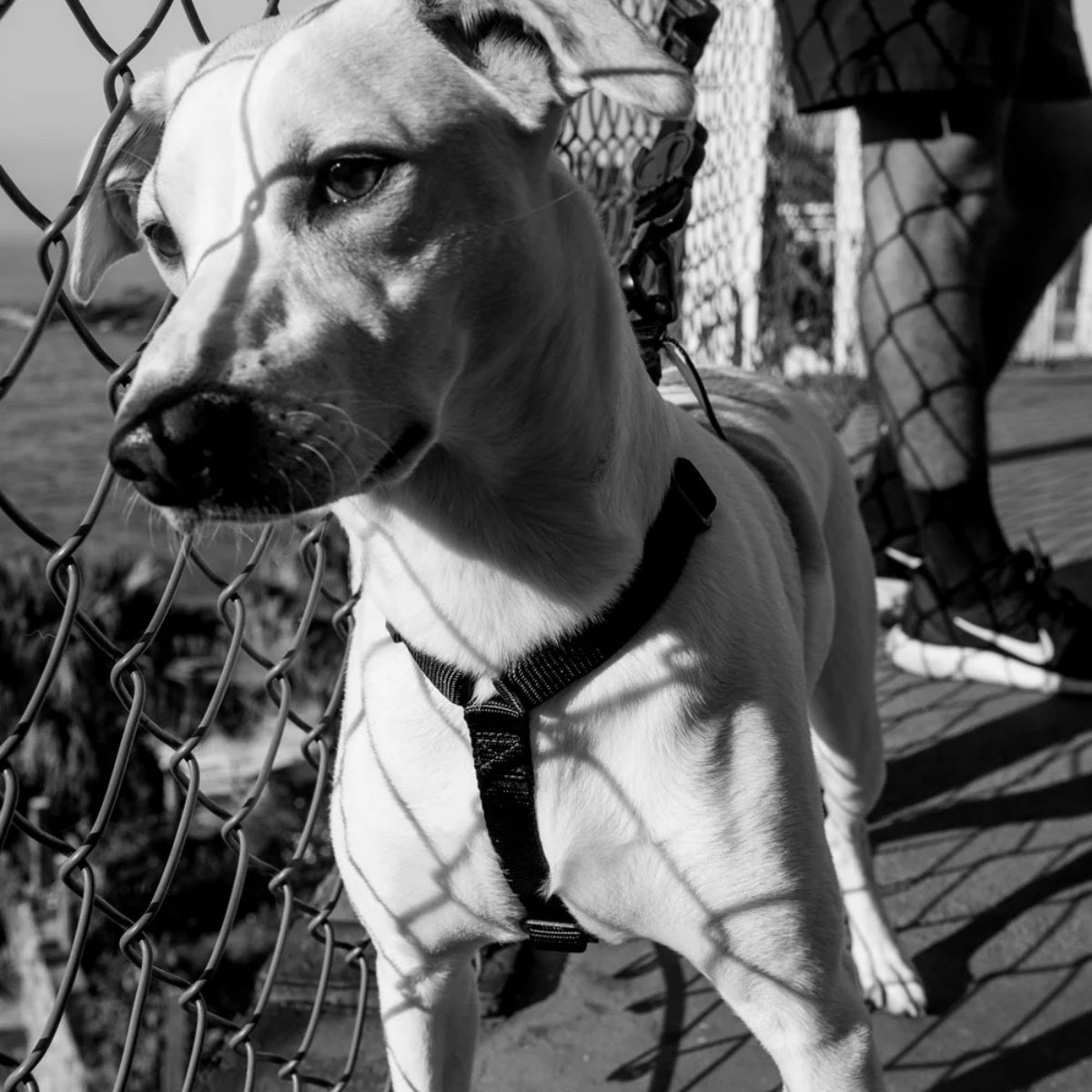 【zee.dog ジードッグ】H-HARNESS ゴッサム Hハーネス XS S M Lサイズ