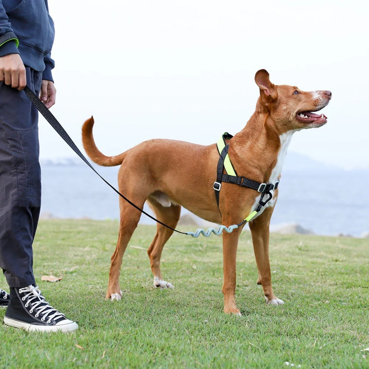 【zee.dog ジードッグ】RUFF LEASH NOX ノックス ラフリード